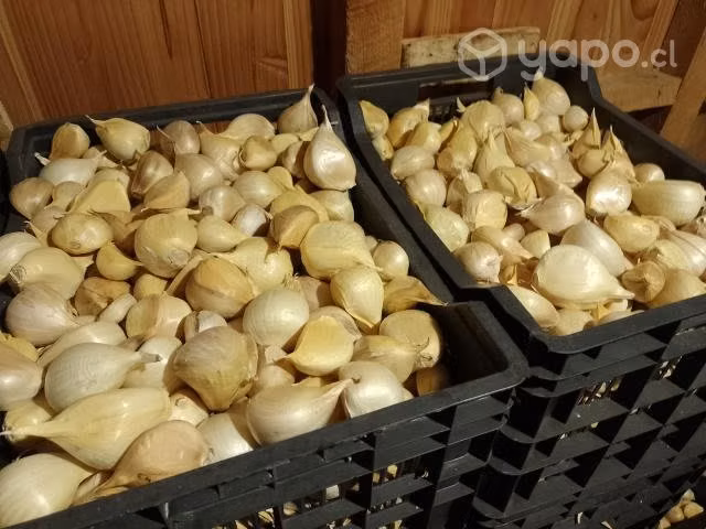 Ajo Chilote de la temporada
