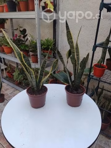 Lenguas de la suegra
