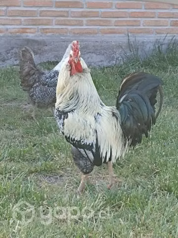 Gallo ketro - Imagen 2