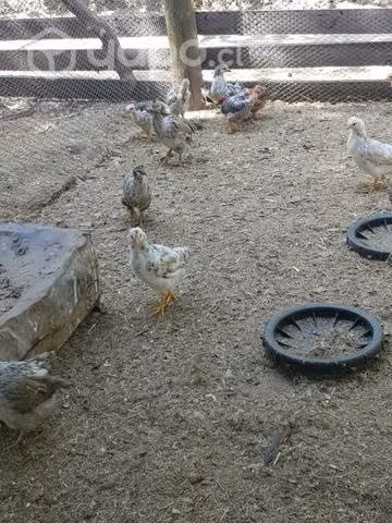 Pollitos y pollitas de más de un mes! - Imagen 2