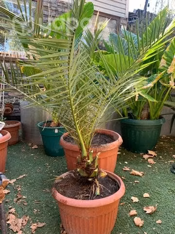 Palmera chilena 1 mt