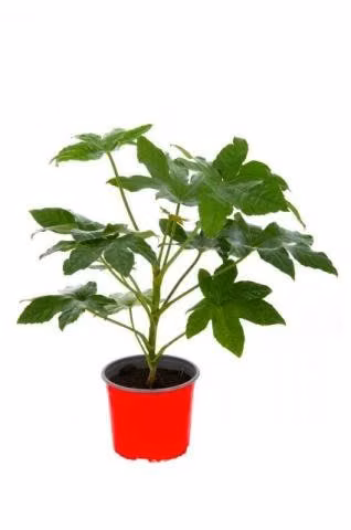 Planta Aralia
