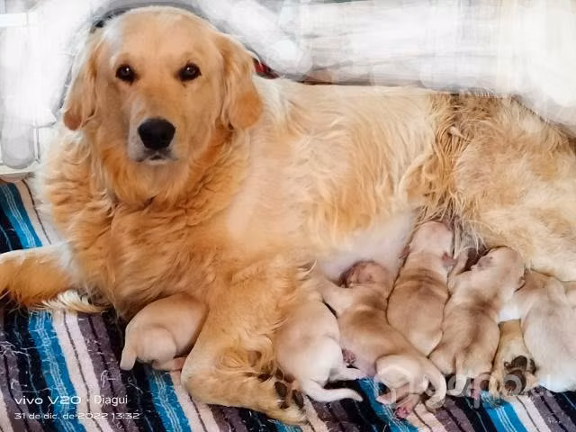 Adopción responsable, Golden macho