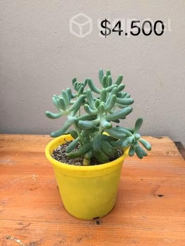 Plantas, cactus y suculentas