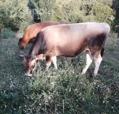 torito
