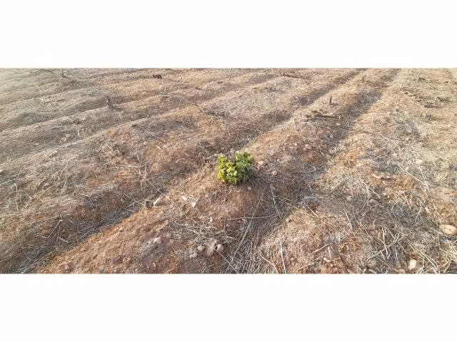 Agricola parcela 5 tuqui ovalle - tuqui - c… - Imagen 5