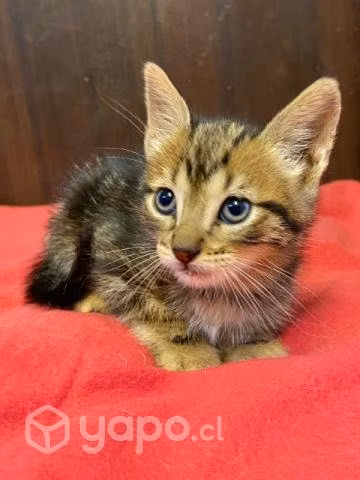 Gatitas en adopción