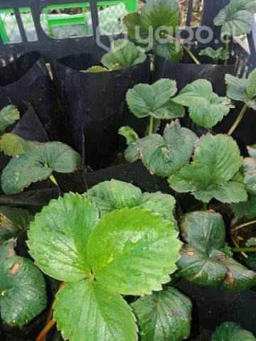 Plantas regionales interior y exterior