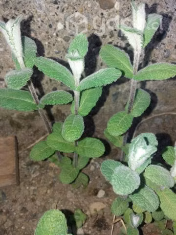 Plantas regionales interior y exterior