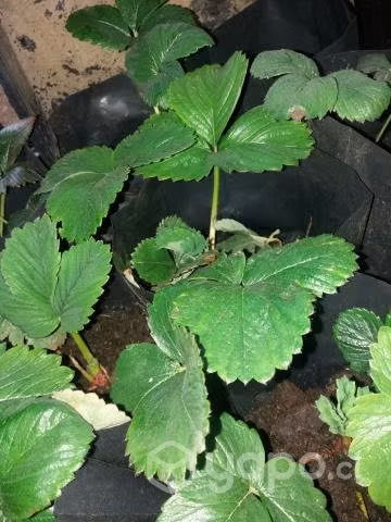 Plantas regionales interior y exterior