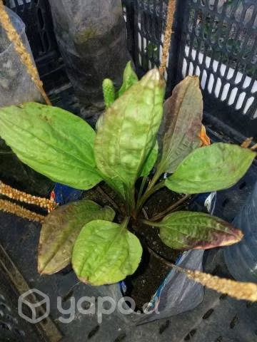 Plantas regionales interior y exterior
