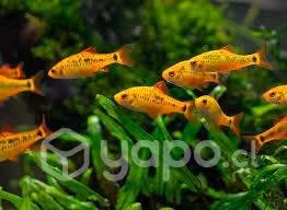 Peces barbo schuberti tamaño 1-2