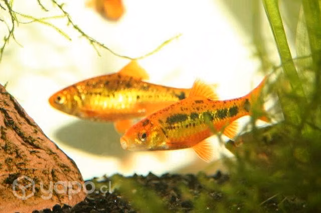 Peces barbo schuberti tamaño 1-2