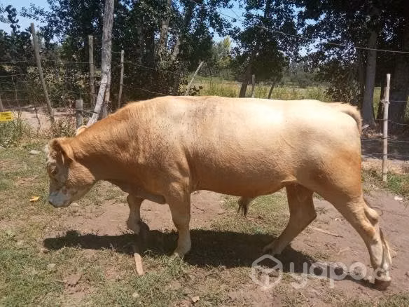 Toro