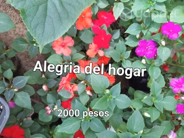 Hermosas alegria del hogar