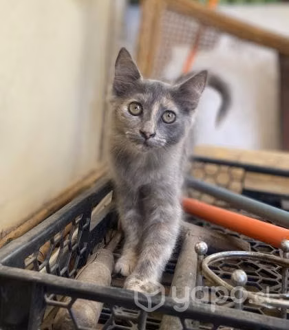Gatitos 3 meses en adopción