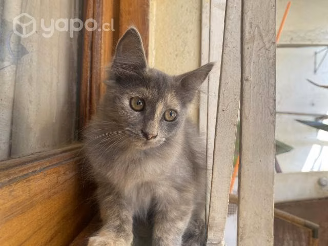 Gatitos 3 meses en adopción