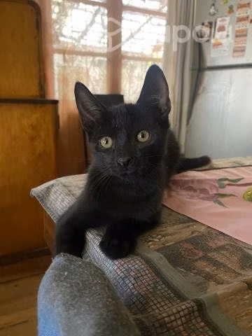 Gatitos 3 meses en adopción