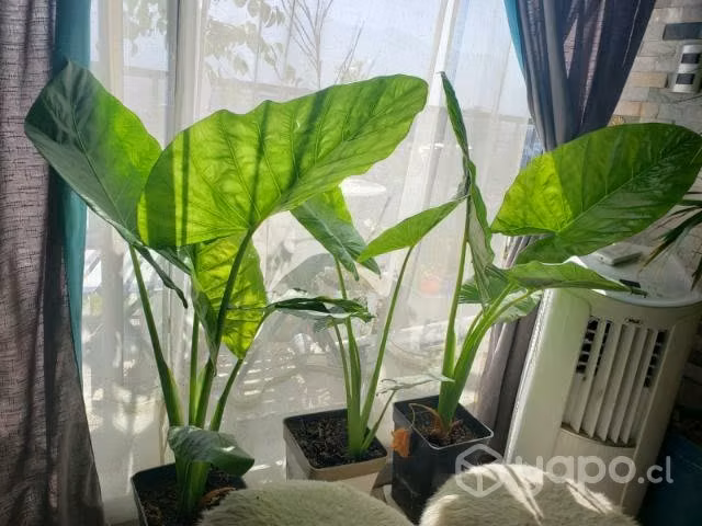 Planta interior Manto de eva
