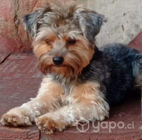 Se busca novia