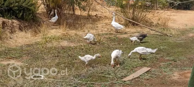 Ganzos
