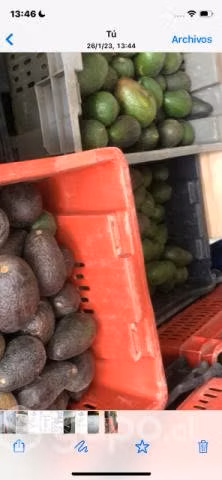 Palta Hass - Imagen 2