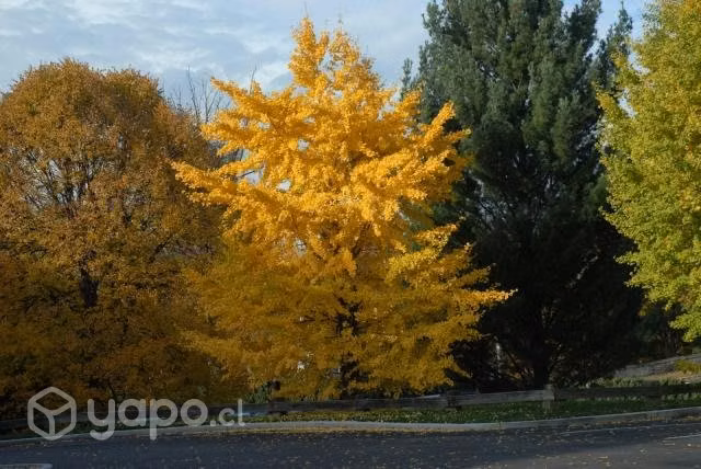Ginkgo biloba