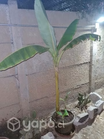 Plátano planta árbol