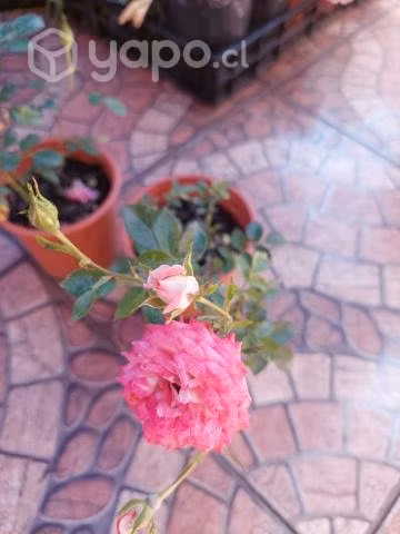 Rosa besito chica