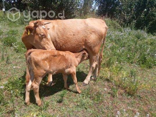 Vaca paria - Imagen 2