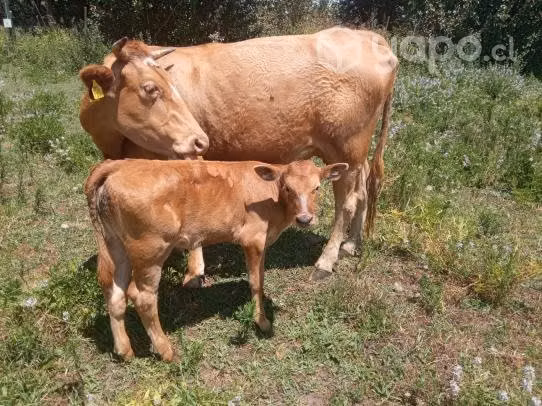 Vaca paria