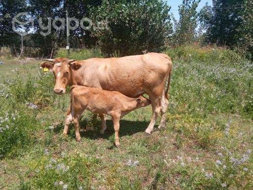 Vaca paria - Imagen 3