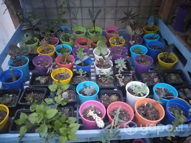 Suculentas