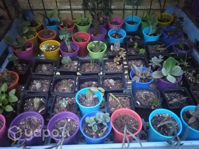Suculentas