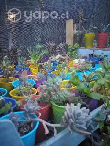 Suculentas