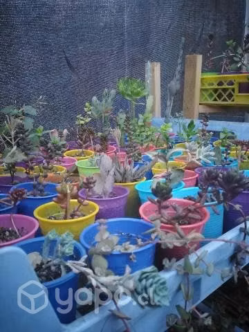 Suculentas