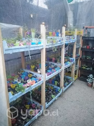 Suculentas