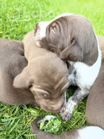 Collar de perro - Imagen 2