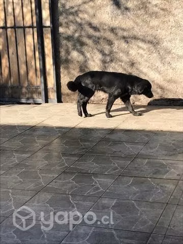 Adopcion Perrita Mezcla Labrador Negro