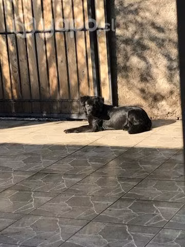 Adopcion Perrita Mezcla Labrador Negro
