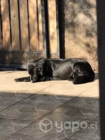 Adopcion Perrita Mezcla Labrador Negro