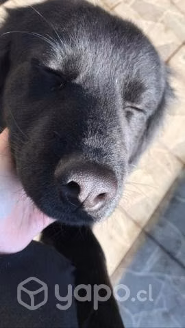 Adopcion Perrita Mezcla Labrador Negro