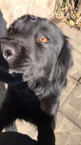 Adopcion Perrita Mezcla Labrador Negro