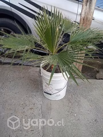 Palmera avanico