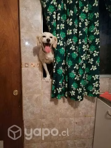 Perrita extraviada busca hogar (perra en adopcion)