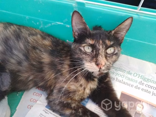 Gatita en adopción