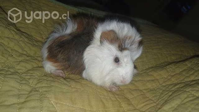 Cuy - Imagen 5