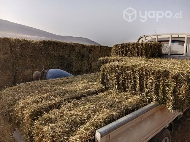Fardos de alfalfa