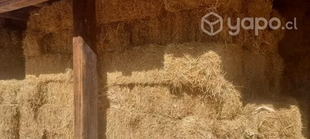 ALFALFA por kilo