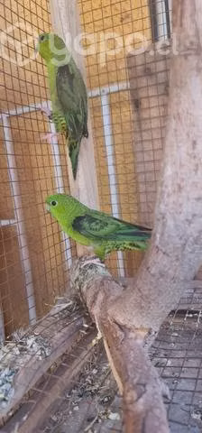 Pareja Barrados